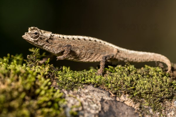 Montagne d Ambre Earth Chameleon