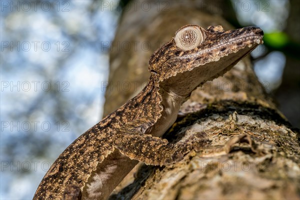 Giant leaf-tailed gecko