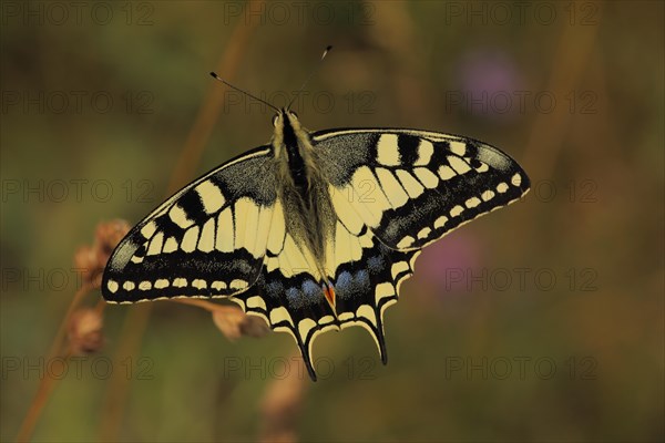 Swallowtail