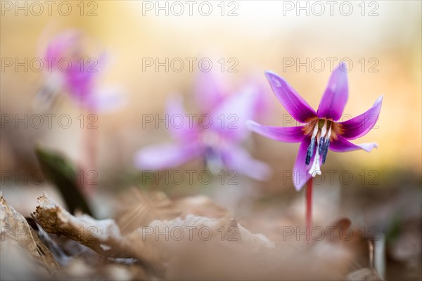 Flowering dog's tooth violet