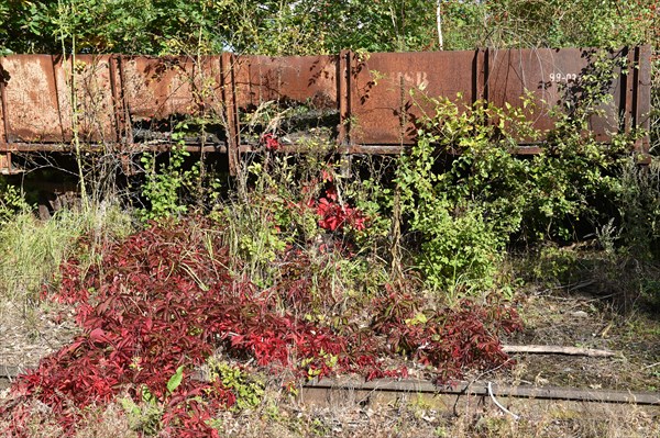 Harzer Schmalspurbahn goods wagon on a siding