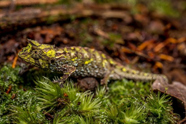 Variegated Earth Chameleon