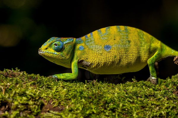 Petters petter's chameleon