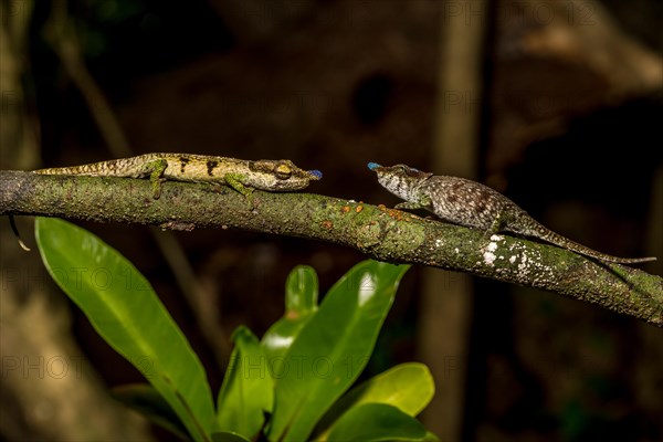 Blue-nosed Chameleon