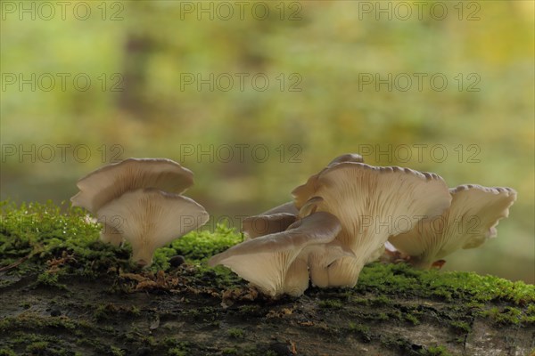 Oyster mushroom