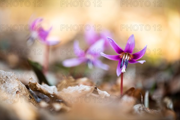 Flowering dog's tooth violet