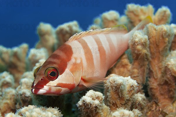 Blacktip grouper