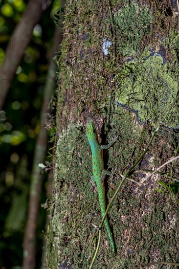 Day gecko