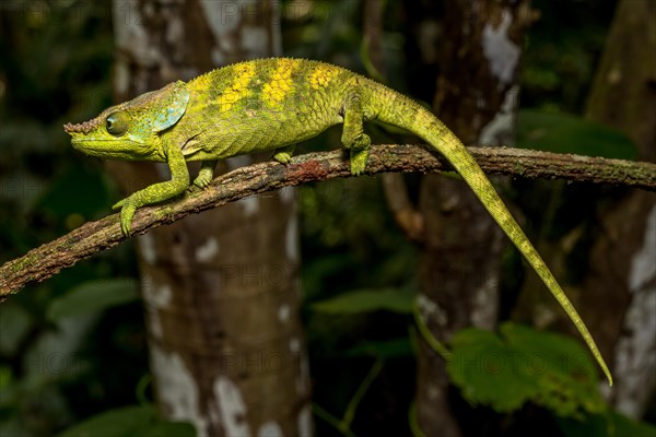 Malthes elephant-eared chameleon