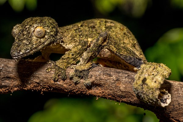 Henkel's flat-tailed gecko