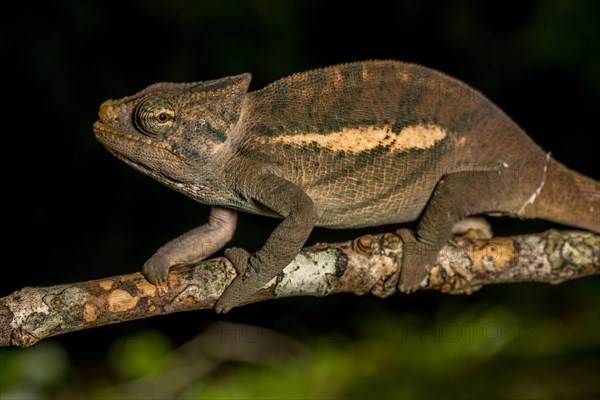 Amber Mountain amber chamaeleon