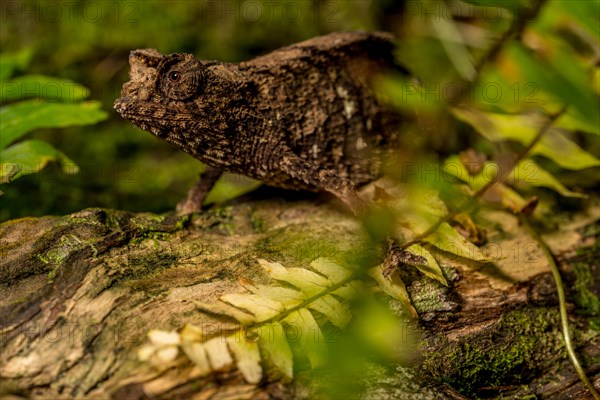 Antakarana ground chameleon