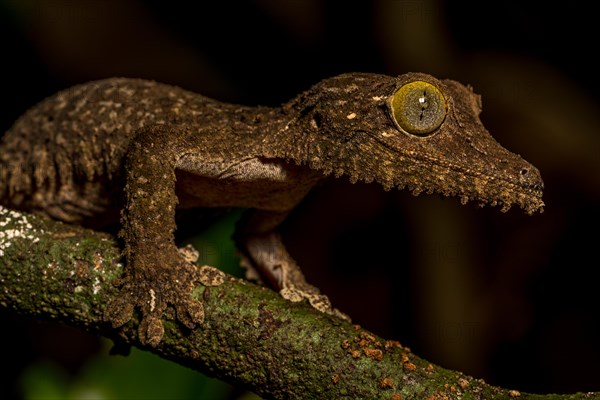 Mossy leaf-tailed gecko