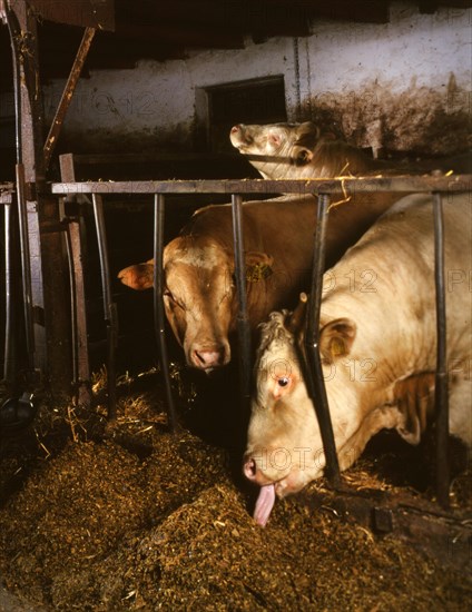 Small farmers in agriculture