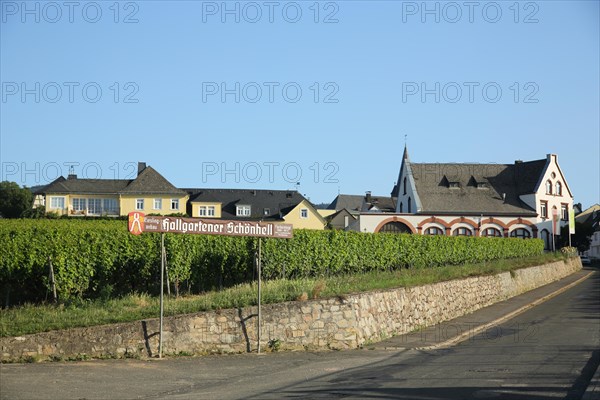 Riesling Route Hallgartener Schoenhell