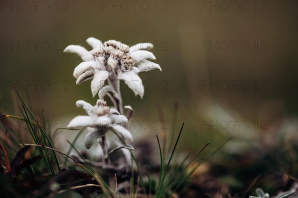 Alpine edelweiss