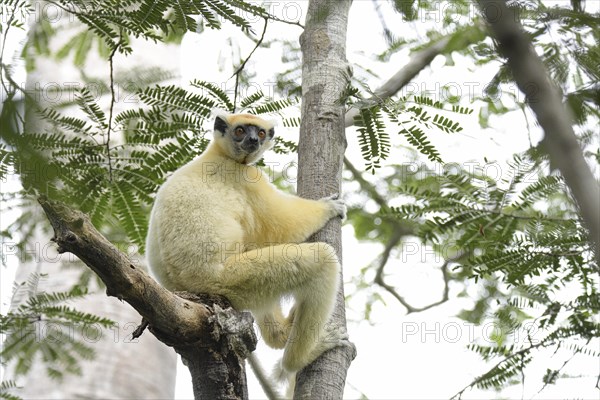 Golden crown sifaka