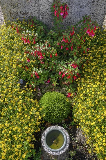 Grave with fuchsias