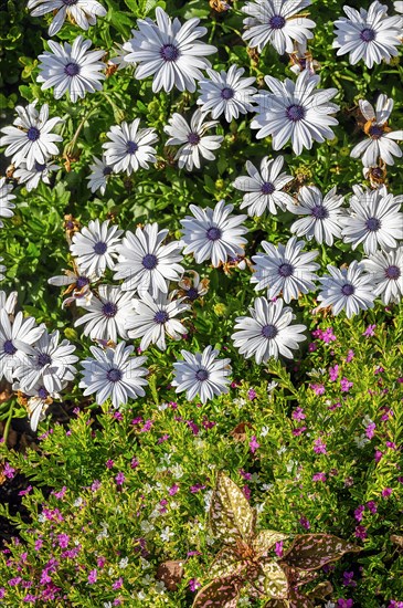 Cape marguerites