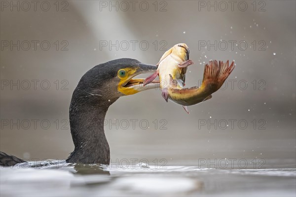 Great cormorant