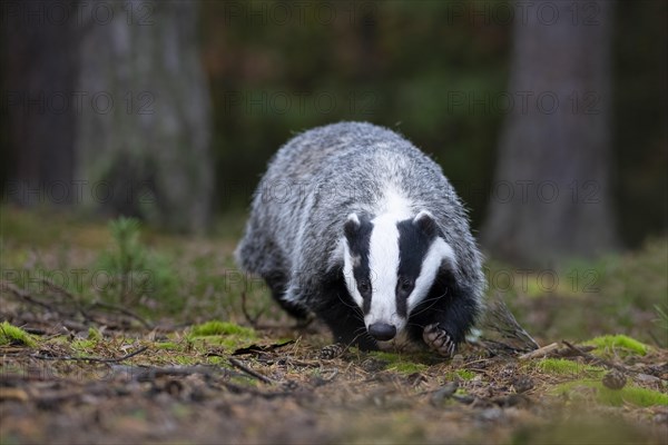 European badger