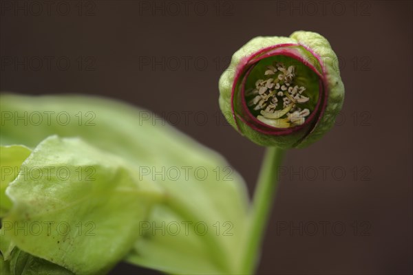 Stinking hellebore