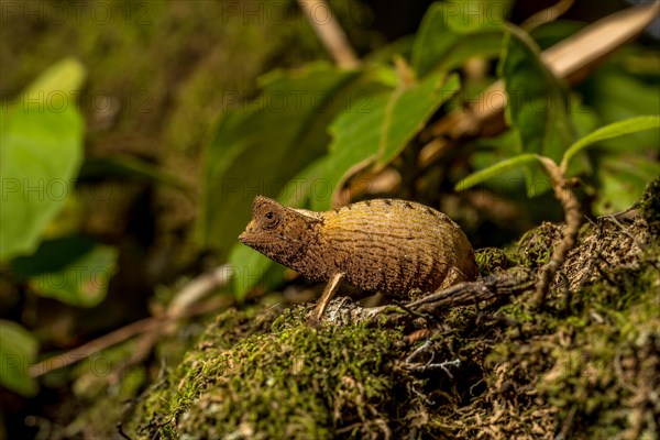 Marojejy leaf chameleon