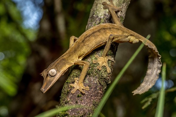 Striped lined leaf-tailed gecko