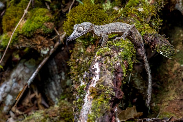 Giant leaf-tailed gecko