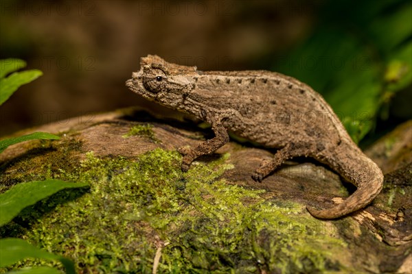 Montagne d Ambre Earth Chameleon