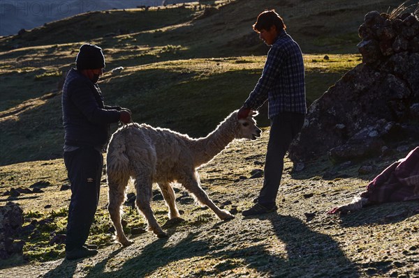 Indians holding an alpaca