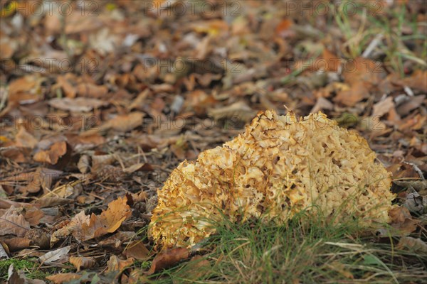 Wood cauliflower fungus