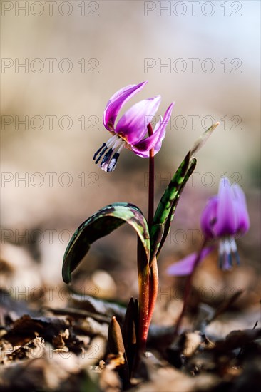 Flowering dog's tooth violet