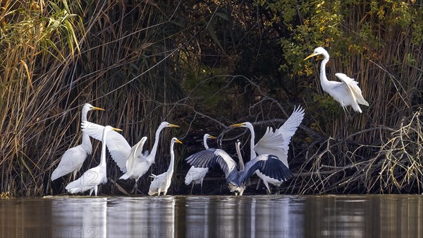 Great egret