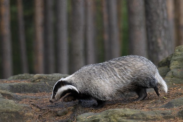 European badger