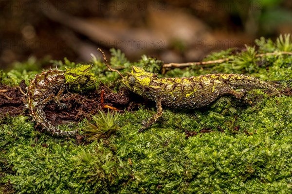 Variegated Earth Chameleon