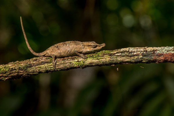 Uetz Vetchling Chameleon