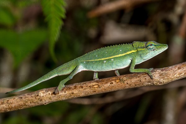 (Calumma guillaumeti), Marojejy National Park, Madagascar, Africa