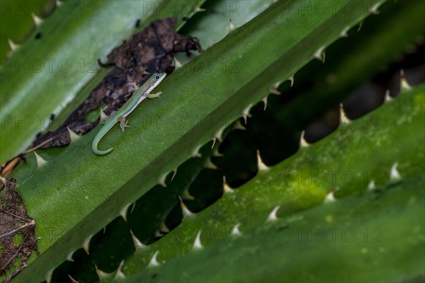 Roesler's day gecko