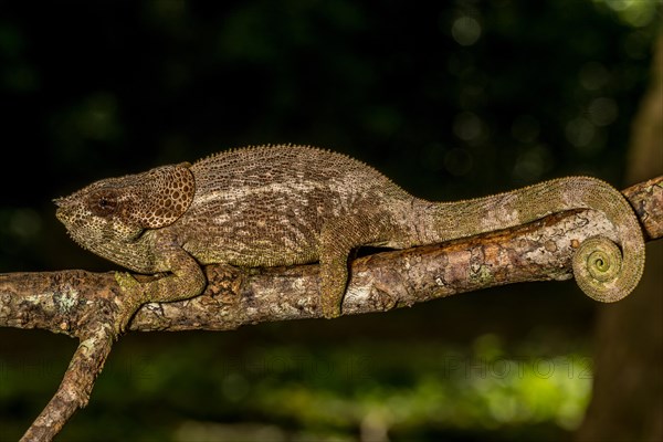 Amber Mountain amber chamaeleon