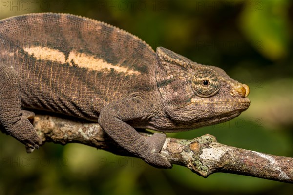 Amber Mountain amber chamaeleon