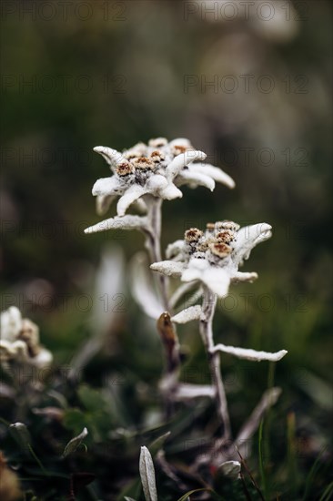 Alpine edelweiss