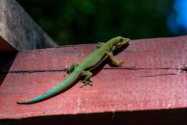 Striped day gecko