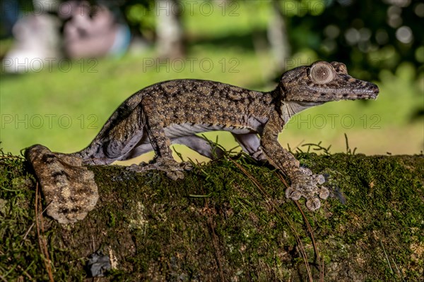 Giant leaf-tailed gecko