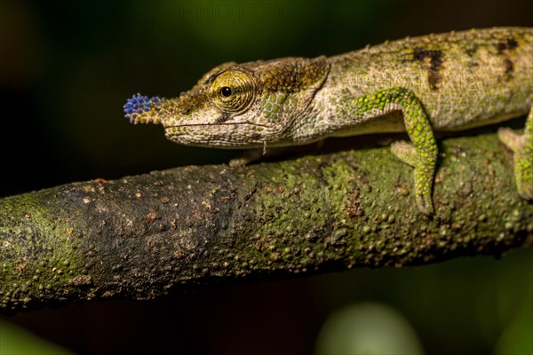 Blue-nosed Chameleon