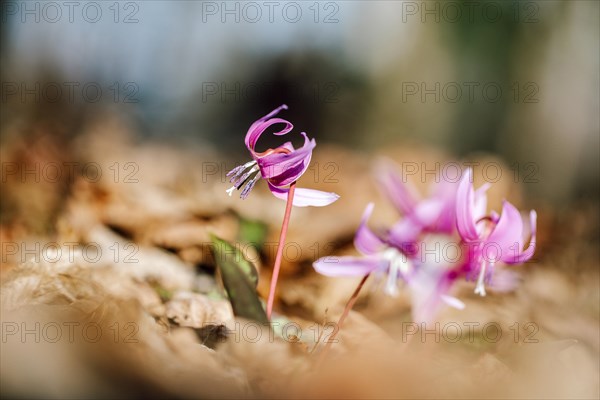 Flowering dog's tooth violet