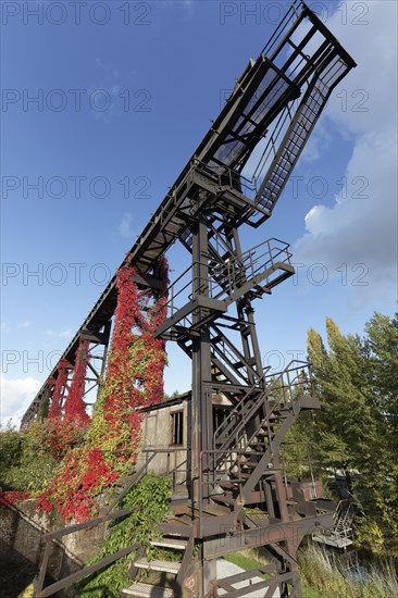 Wild grapevine in autumn colours growing on steel structure