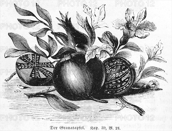 Pomegranate