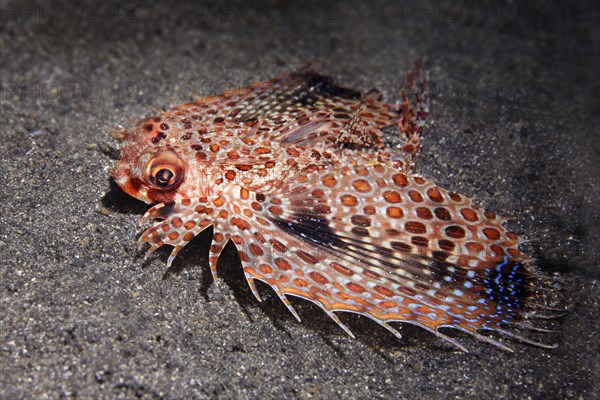 Oriental flying gurnard