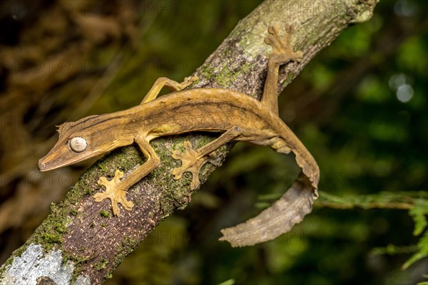 Striped lined leaf-tailed gecko